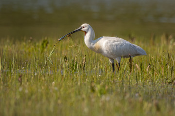 Spatule blanche (Platalea leucorodia - Eurasian Spoonbill)