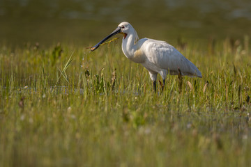 Spatule blanche (Platalea leucorodia - Eurasian Spoonbill)