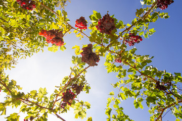 grape in the field