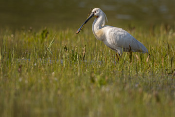 Spatule blanche (Platalea leucorodia - Eurasian Spoonbill)