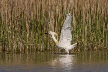 Spatule blanche (Platalea leucorodia - Eurasian Spoonbill)