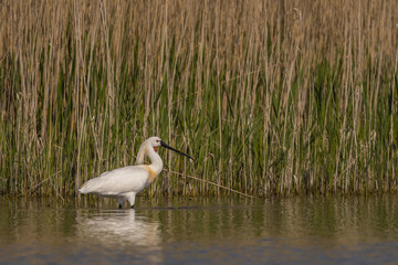 Spatule blanche (Platalea leucorodia - Eurasian Spoonbill)