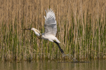 Spatule blanche (Platalea leucorodia - Eurasian Spoonbill)