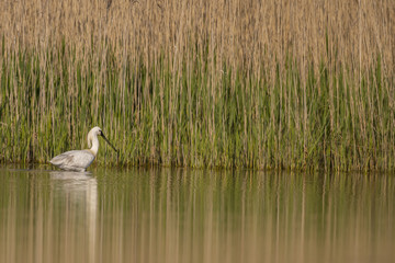 Spatule blanche (Platalea leucorodia - Eurasian Spoonbill)