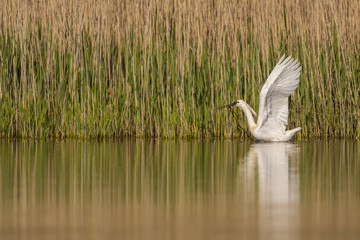 Spatule blanche (Platalea leucorodia - Eurasian Spoonbill)