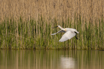 Fototapeta premium Spatule blanche (Platalea leucorodia - Eurasian Spoonbill)