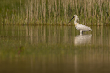 Spatule blanche (Platalea leucorodia - Eurasian Spoonbill)