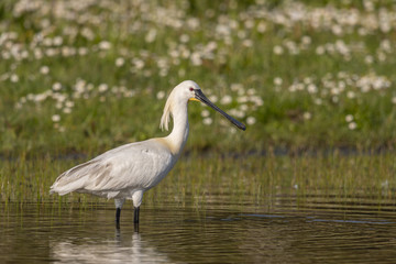 Spatule blanche (Platalea leucorodia - Eurasian Spoonbill)