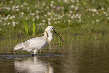 Spatule blanche (Platalea leucorodia - Eurasian Spoonbill)