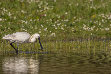Spatule blanche (Platalea leucorodia - Eurasian Spoonbill)