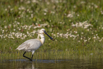 Spatule blanche (Platalea leucorodia - Eurasian Spoonbill)