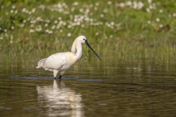 Spatule blanche (Platalea leucorodia - Eurasian Spoonbill)
