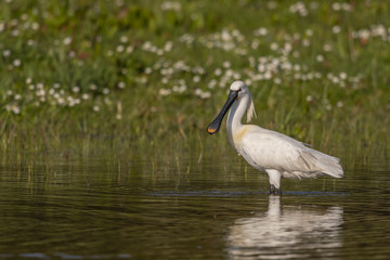 Spatule blanche (Platalea leucorodia - Eurasian Spoonbill)