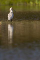 Spatule blanche (Platalea leucorodia - Eurasian Spoonbill)