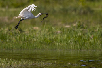 Spatule blanche (Platalea leucorodia - Eurasian Spoonbill)