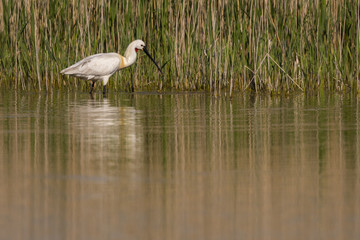 Spatule blanche (Platalea leucorodia - Eurasian Spoonbill)