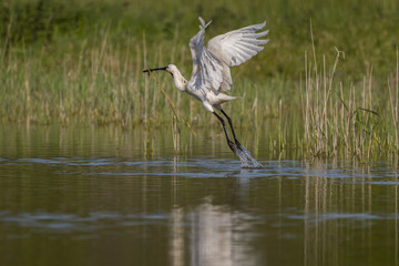 Spatule blanche (Platalea leucorodia - Eurasian Spoonbill)