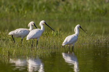 Spatule blanche (Platalea leucorodia - Eurasian Spoonbill)