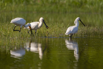 Spatule blanche (Platalea leucorodia - Eurasian Spoonbill)