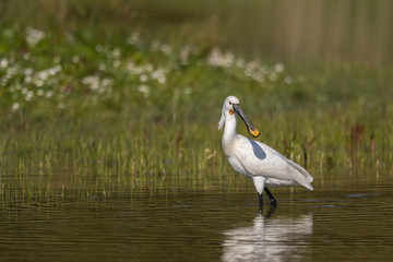 Spatule blanche (Platalea leucorodia - Eurasian Spoonbill)