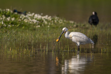 Spatule blanche (Platalea leucorodia - Eurasian Spoonbill)