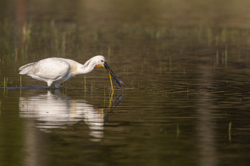 Spatule blanche (Platalea leucorodia - Eurasian Spoonbill)