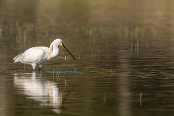 Spatule blanche (Platalea leucorodia - Eurasian Spoonbill)