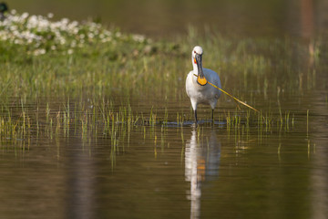 Spatule blanche (Platalea leucorodia - Eurasian Spoonbill)