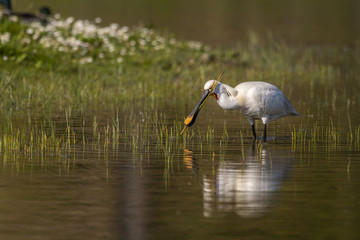 Spatule blanche (Platalea leucorodia - Eurasian Spoonbill)