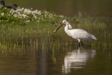 Spatule blanche (Platalea leucorodia - Eurasian Spoonbill)