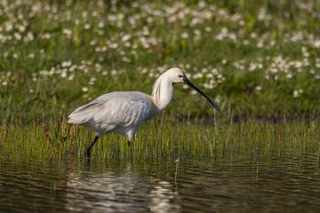 Spatule blanche (Platalea leucorodia - Eurasian Spoonbill)