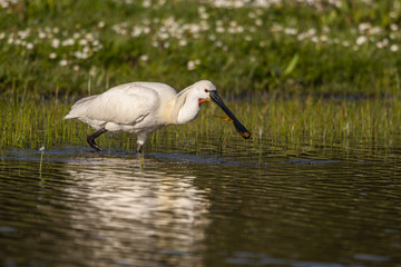 Spatule blanche (Platalea leucorodia - Eurasian Spoonbill)