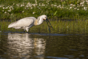 Spatule blanche (Platalea leucorodia - Eurasian Spoonbill)