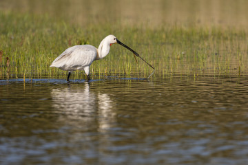 Spatule blanche (Platalea leucorodia - Eurasian Spoonbill)