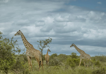 3 Giraffes in the Tsavo - Panoramic Image Colour