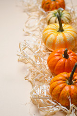 Different Colorful Pumpkins, Autumn Thanksgiving and Halloween Background