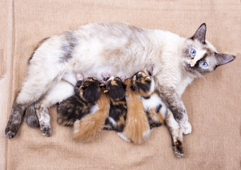 Fototapeta na wymiar Mother cat and baby cats