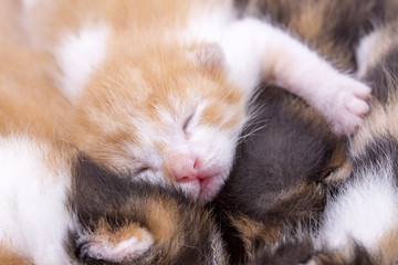 Newborn cute kittens