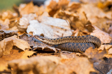 grass snake Natrix natrix close-up