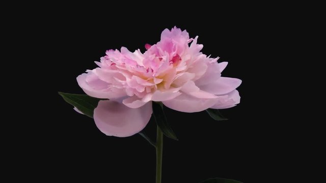Time-lapse of opening white pink peony (Paeonia) flower 2c1 in PNG+ format with ALPHA transparency channel isolated on black background
