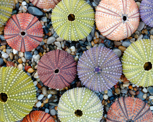 colorful sea urchins on pebbles beach top view
