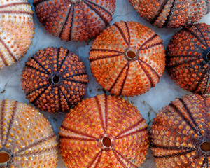 red orange colored sea urchin shells on white rocky beach