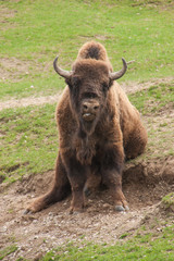 Sitzendes Wisent wittert frontal