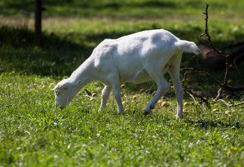 Fototapeta premium Ziege auf der Weide