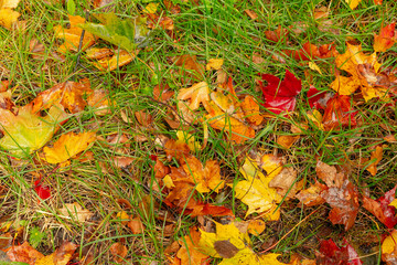 The leaves of the maple lie bright and colorful on the grass. Wet fallen leaves. Golden autumn, rain.