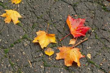 The leaves of the maple lie bright and colorful on the wet asphalt. Wet fallen leaves. Golden autumn, rain.