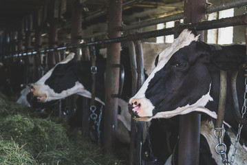 Cows inside the barn on dairy farm.
