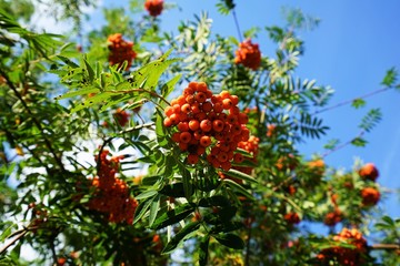 Rowan with her red fruits in September