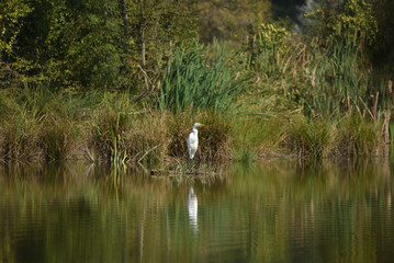 Grey heron (Ardea cinerea), real wildlife - no ZOO