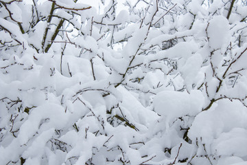 snow covered trees,fruit trees are covered with snow in the garden